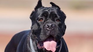 Vigilancy of Cane Corso dog canecorsovigilant [upl. by Hildegarde857]