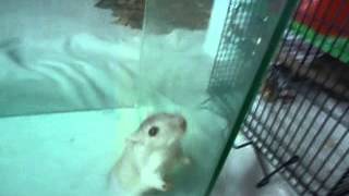 My Gerbil Jumping Out Of His Cage [upl. by Latif]