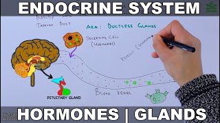 Endocrine System  Introduction [upl. by Marcia]