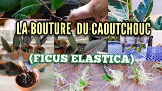 Comment faire une bouture de Ficus [upl. by Warfold199]