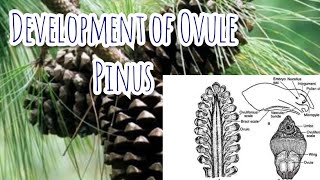 Development of Megasporangium ovule  Pinus  Gymnosperms [upl. by Bui]