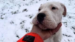 3 months Dogo Argentino puppies having a good time outside [upl. by Burbank]