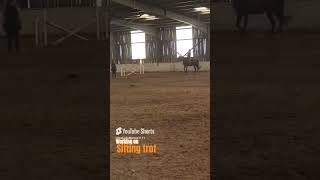 Beginner Tries Sitting Trot  horseriding horses horseridinglesson [upl. by Daffie]