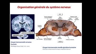 SVI S5 Module Physio des grandes fonctions Systèmes sensoriels 2020 Séquence 1 [upl. by Iaria313]