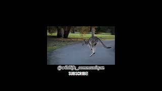 Kangaroo fightKangaroo matingKangaroo baby pouchKangaroo vs man share subscribeviral shorts [upl. by Manaker]