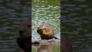 What Makes Beavers So Amazing beavers wildlife animals [upl. by Adiaros]