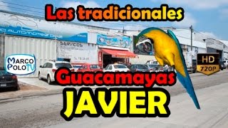 Las Tradicionales Guacamayas JAVIER [upl. by Airotciv572]