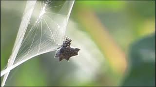 Crab SPIDER Australia [upl. by Chrisse279]