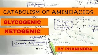 Catabolism of Aminoacids  Degradation  Glycogenic and Ketogenic Aminoacids [upl. by Daren]