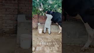 Subcutaneous injection vetdrafaqrana cow animal livestockfarming farming vet [upl. by Leinahtam]