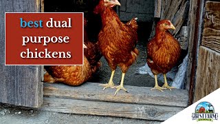 Top DualPurpose Chicken Breeds for Your Farm [upl. by Zacks]