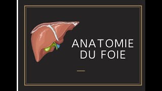 Anatomie du foie [upl. by O'Kelly]