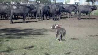 Pitbull Vs Buffalo [upl. by Purvis]