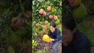 Beautiful Landscape Pomelo Fruit Farm  Sweet Pink Pomelo shorts satisfying fruit farming [upl. by Ennayr]