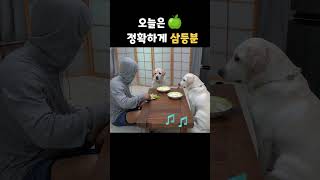 사람탈 쓴 리트리버랑 과일 먹다 주인이 나가버린 이유 shorts [upl. by Aivad]