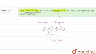 Antibody mediated immunity amp cell mediated immunity are represented respectively by   12  HU [upl. by Enail270]