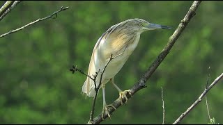 Squacco heron  Ardeola ralloides  Crabier chevelu  Ralreiger  Virelles  Belgium  May 13 2023 [upl. by Amathist]