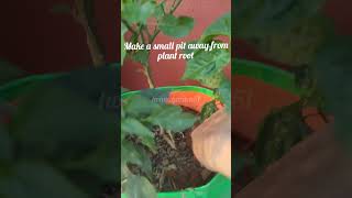 Benefits of using Epson salt in plants epsomsalt garden short [upl. by Ursuline]