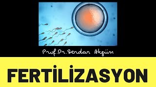 EMBRİYOLOJİ FERTİLİZASYON SERDAR AKGÜN [upl. by Aihselef]