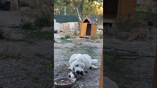 Bürçe akbas duet akbaş mountains akbash akbashdog animals doğa köpek köy [upl. by Robet]