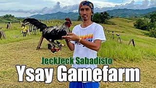 Lets Visit The Farm Of Ysay Gamefarm [upl. by Enelrac]