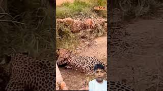 Tiger aur lakadbagha النمر leopard trendingshorts greenscreenanimal funny [upl. by Ackerman]