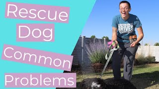 What to Know About Training a Rescue Dog and Advice for 3 Common Problems THE KIND CANINE [upl. by Haya]