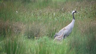 Cranes Otmoor rspb oxonbirdingblogspotcouk [upl. by Ashien746]