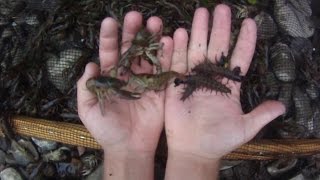 How To 4 Catch Hundreds of Crayfish and Hellgrammites by Seine Net for Bait Fishing [upl. by Aicenet]