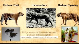 HARIMAU JAWA PURBA [upl. by Samtsirhc648]