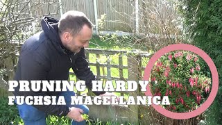 Pruning Fuchsia magellanica  How to Prune Hardy Fuchsia Shrub  Shrubs to Prune in Spring [upl. by Mellitz]