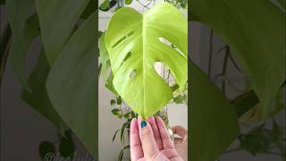 Monstera Deliciosa new leaf journey plants shorts monstera houseplants [upl. by Nytnerb]