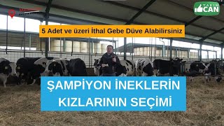 Macaristandan Damızlık Düve Seçimi 5 adet ve üzeri alabilirsiniz [upl. by Kosey]