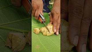 Survival  LeafRoasted Egg A Wild Survival Cooking Hack Without Utensils  outdoors camping [upl. by Saree154]