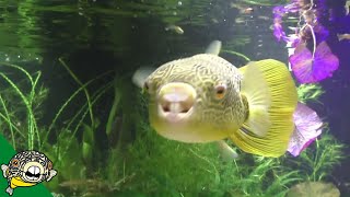 Tetraodon Mbu Puffer Largest Freshwater Puffer from Lake Tananyika Eating Clams [upl. by Uhej129]