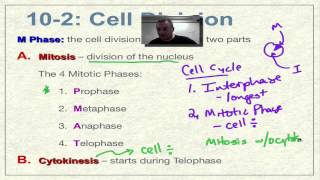 Chapter 10 Part 5  Prophase and Metaphase [upl. by Carmen914]