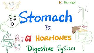 Digestion in the Stomach GI hormones  Gastric Motility and Secretion  Gastroenterology [upl. by Davidson]