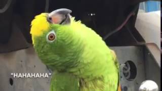 Bluey amp Mizu the laughing Amazon Parrot [upl. by Lamee]