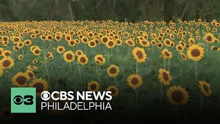 Dalton Farms in Swedesboro NJ kicks off fall with Tri State Sunflower Festival [upl. by Mesics]