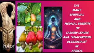 The Spiritual Powers of Cashew Leaves aka quotAnacardium occidentalequot in African Spirituality [upl. by Blalock57]