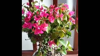 Bougainvillea Glabra or paperflowermagenta colored bractsmy flowering plant at my garden [upl. by Adyahs]