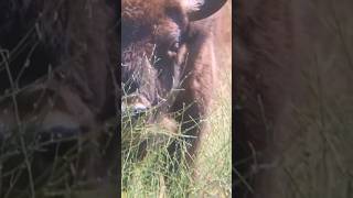 European bison in Portugal Yes we have 😎 rewilding bison bisons europeanbison wildlife wild [upl. by Piero]