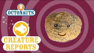 Octonauts Creature Reports  Brachiopods [upl. by Darwen]