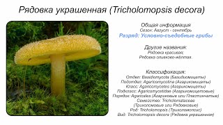 Рядовка украшенная Tricholomopsis decora [upl. by Marguerie]