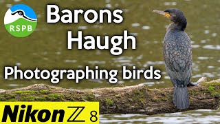 Photographing Birds with the Nikon Z8 at RSPB Barons Haugh [upl. by Icyak]