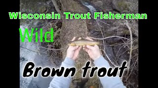 Wisconsin Trout Fishing in Wisconsin in Wisconsin [upl. by Leinadnhoj]