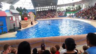 Dolphin show at Brookfield Zoo [upl. by Luapleahcim481]