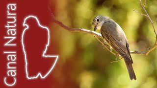 Papamoscas gris Muscicapa striata Spotted Flycatcher 4K [upl. by Elene]