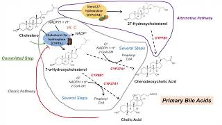 Bile Acid Synthesis  Classic and Alternative Pathways  Primary and Secondary Bile Acids [upl. by Lednam]