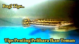 Tips penting memelihara ikan Toman dari ukuran tank sampai perlengkapan tank [upl. by Kudva]